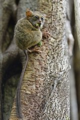 Insect Spectral Tarsier - Sulawesi