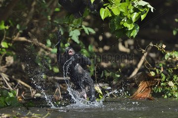 Celebes crested macaque - Indonesia