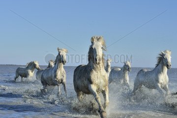 Camargue horse - Camargue
