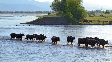 Water buffaloes wading - Lake Kerkini Greece
