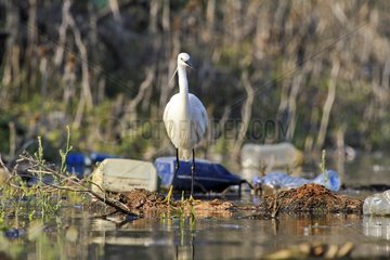 Little Egret and waste - Lake Kerkini Greece