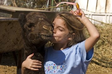 Girl and young camel in Al Ain camel market -UAE