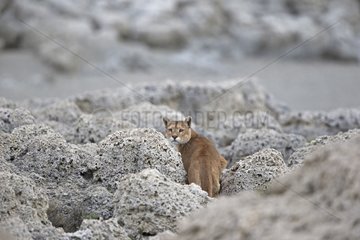 Puma walking in rocks - Torres del Paine Chile