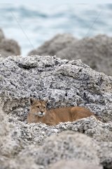 Puma lying in rocks - Torres del Paine Chile