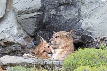 Pumas lying in the scrub - Torres del Paine Chile