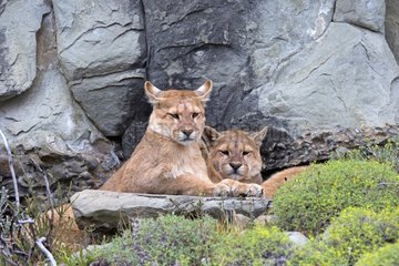Pumas lying in the scrub - Torres del Paine Chile