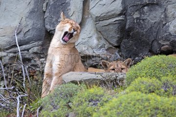 Pumas at rest in the scrub - Torres del Paine Chile