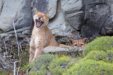 Pumas at rest in the scrub - Torres del Paine Chile