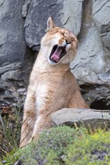 Puma yawning in the scrub - Torres del Paine Chile