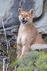 Puma grinning in the scrub - Torres del Paine Chile