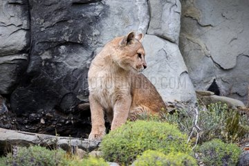 Puma sitting in the scrub - Torres del Paine Chile