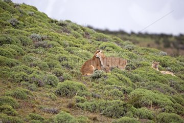 Pumas in the scrub - Torres del Paine Chile