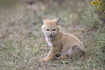 Young South American Grey Fox - Torres del Paine Chile