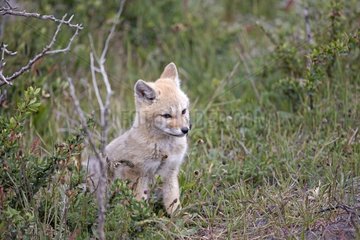 Young South American Grey Fox - Torres del Paine Chile