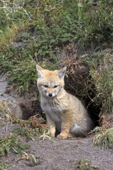 Young South American Grey Fox at burrow - Torres del Paine