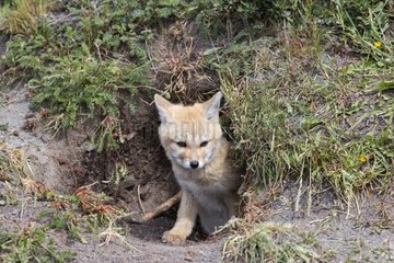 Young South American Grey Fox at burrow - Torres del Paine