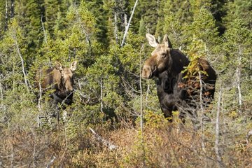 Female Moose and her young on the lookout - PN Gaspe Quebec
