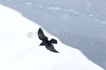 Raven in flight in winter - Quebec Canada