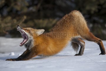 Red Fox stretching in the snow - Gaspe NP Quebec Canada