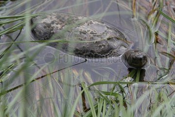 Mediterranean Turtle in water - Spain