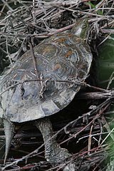 Mediterranean Turtle warming on the bank - Spain