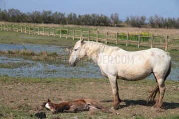 Camargue horse and foal lying