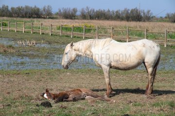 Camargue horse and foal lying