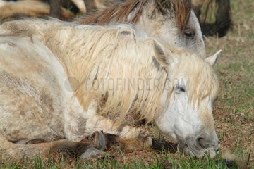 Camargue horse at rest