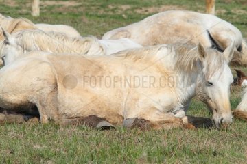 Camargue horses at rest