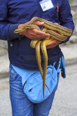 Presentations Snakes - Snakes Ceremony Cocullo Italy