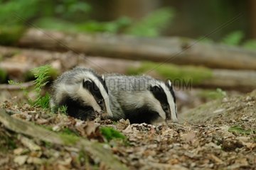 Eurasian badgers in forest - Ardennes Belgium