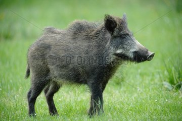 Eurasian Wild Boar in grass - Ardennes Belgium