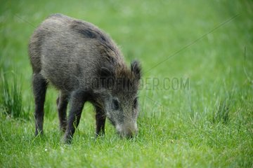 Eurasian Wild Boar eating in grass - Ardennes Belgium