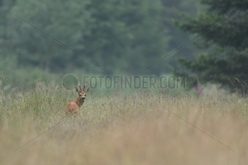 Roebuck in a meadow- Ardennes Belgium