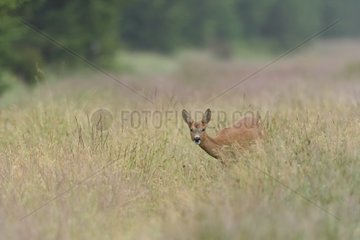 Roe deer female in a meadow- Ardennes Belgium