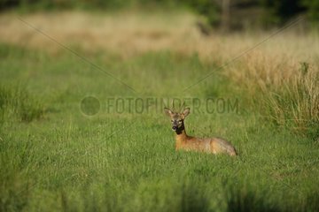 Roebuck lying in the grass - Ardennes Belgium