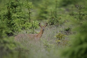 Roedeer female in the brush - Ardennes Belgium