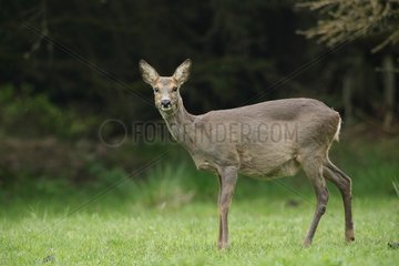 Roedeer female in a clearing - Ardennes Belgium