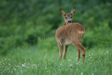 Roedeer female in grass - Ardennes Belgium