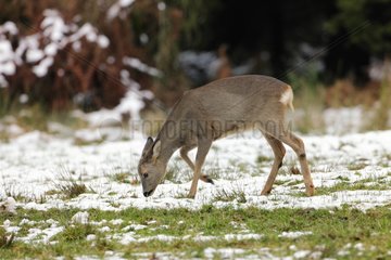 RoeDeer female feeding in the snow - Ardennes Belgium
