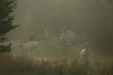 Female Red Deer in a clearing - Ardennes Belgium