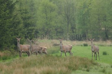 Red Deers in a clearing - Ardennes Belgium