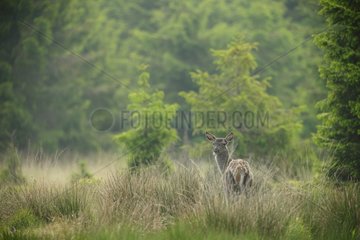 Red Deer female in a clearing - Ardennes Belgium