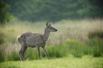 Red Deer female in a clearing - Ardennes Belgium