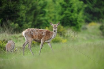 Red Deer females in a clearing - Ardennes Belgium