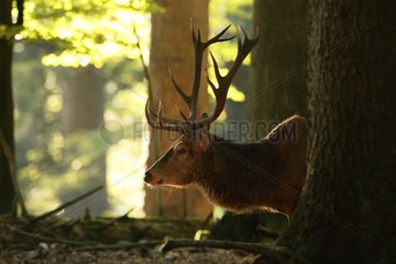 Male red deer in the woods - Bayerischer Wald Germany