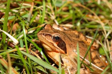 Female grass frog in the grass - France