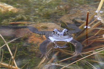 Male European Frog in water - France