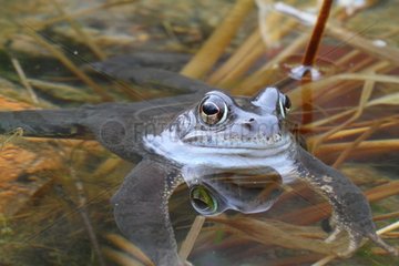 Male European Frog in water - France