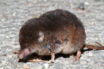 Crowned Shrew - France